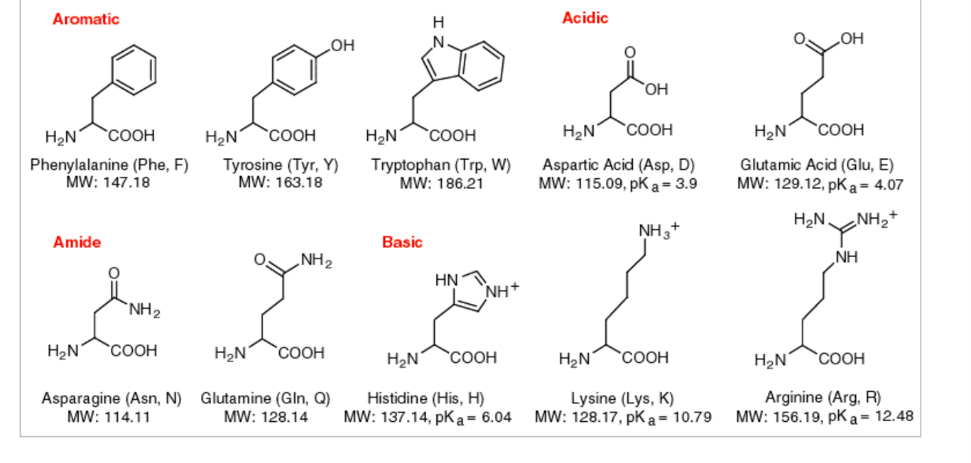 amino-acid-chart-2