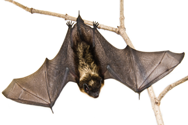 A bat hanging upside down