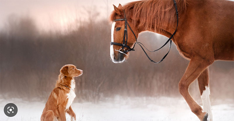 A horse and a dog