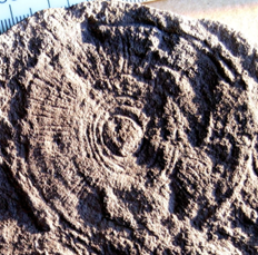 Ediacaran-creature-3