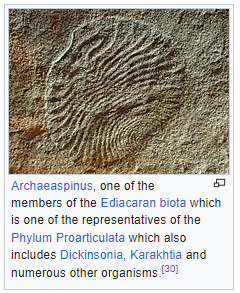 archaespinus